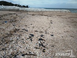 Экологи пытаются установить виновных в разливе нефтепродуктов у берегов Одессы (ФОТО)