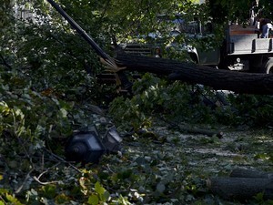 В одесском Городском саду от ветра упало три дерева (ФОТО)