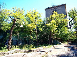Попил и откат в Одессе: "Горзелентрест" борется с деревьями (ФОТО)
