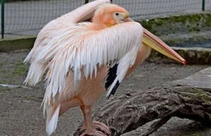 День пеликана отпразднуют в зоопарке на выходных