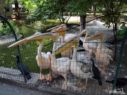Пеликаны в одесском зоопарке жестко конкурируют с котами за рыбу (ФОТО)
