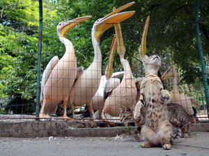 Пеликаны в одесском зоопарке жестко конкурируют с котами за рыбу (ФОТО)