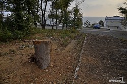 На Ланжероне продолжается уничтожение деревьев (ФОТО)