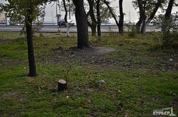 На Ланжероне продолжается уничтожение деревьев (ФОТО)