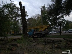 В зеленой зоне у ипподрома уничтожаются деревья (ФОТО)
