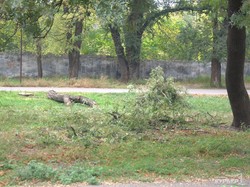 В зеленой зоне у ипподрома уничтожаются деревья (ФОТО)