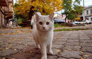 Золотая осень в Одессе (ФОТО)