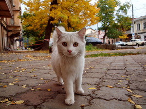 Золотая осень в Одессе (ФОТО)