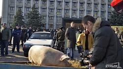 Как возле обладминистрации свинью люстрировали (ФОТО)