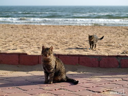 Кто на самом деле контролирует пляжи Одессы (котоФОТО)