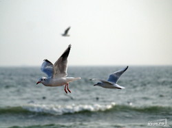 Одесса: море и чайки (ФОТО)