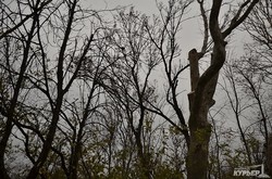 На Трассе Здоровья работает тяжелая техника: пилят деревья (ФОТОРЕПОРТАЖ)