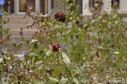 Зимняя роза в Городском саду (ФОТО)