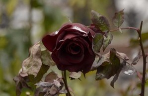 Зимняя роза в Городском саду (ФОТО)
