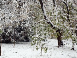 В Одессу пришла зима: город в снегу (ФОТО)