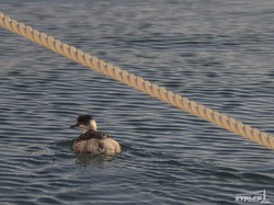 Водоплавающие птицы и суда: прогулка по Морвокзалу в первый зимний день (ФОТО)