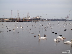 Птичий базар на паромной переправе под Одессой (ФОТО)