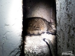 Кот в мусоропроводе: суровые будни спасателей Котовска (ФОТО)