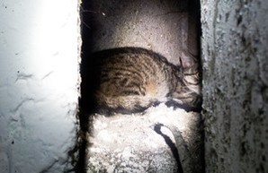 Кот в мусоропроводе: суровые будни спасателей Котовска (ФОТО)