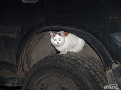 Одесская внедорожная кошка (ФОТОФАКТ)