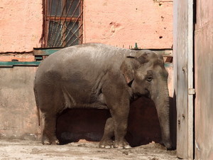Посетители одесского зоопарка впервые в этом году увидели слониху (ФОТО)