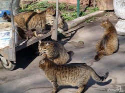 Кто на самом деле хозяин в Одесском зоопарке? (ФОТО)