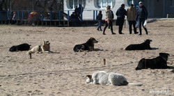 Одесскую Лузановку оккупировала свора бродячих собак (ФОТО)