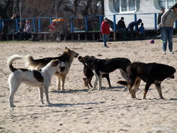 Одесскую Лузановку оккупировала свора бродячих собак (ФОТО)