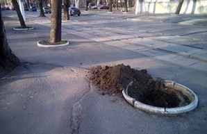 На одесском Французском бульваре готовятся сажать деревья (ФОТО)