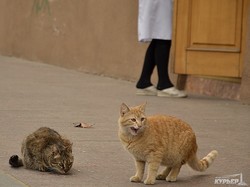 Одесские санитарные котики с Приморского бульвара (ФОТО)