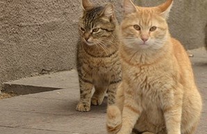 Одесские санитарные котики с Приморского бульвара (ФОТО)