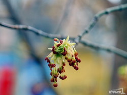 В Одессу пришла весна (ФОТО)