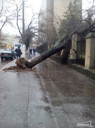Дождь и шторм в Одессе привел к падению деревьев и затоплениям (ФОТО, обновляется)