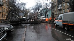 Дождь и шторм в Одессе привел к падению деревьев и затоплениям (ФОТО, обновляется)