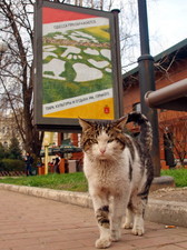 Одесса преображается: кошачий путь (ФОТО)