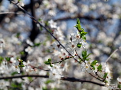 Цветочная весна в Одессе (ФОТО)