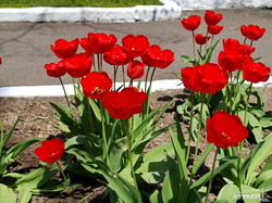 Красивая Одесса в тюльпанах (ФОТО)