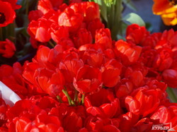 Красивая Одесса в тюльпанах (ФОТО)