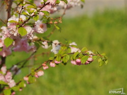 В Одессе вовсю цветет сакура (ФОТО)