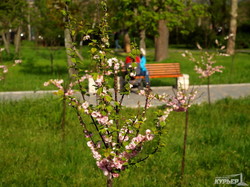 В Одессе вовсю цветет сакура (ФОТО)