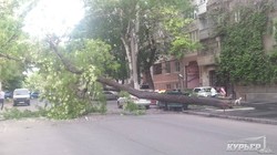 Цветущая акация рухнула и перекрыла улицу в центре Одессы (ФОТО)
