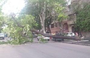 Цветущая акация рухнула и перекрыла улицу в центре Одессы (ФОТО)