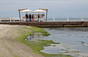 Элитный одесский пляж затянуло ядовитыми водорослями (ФОТО)