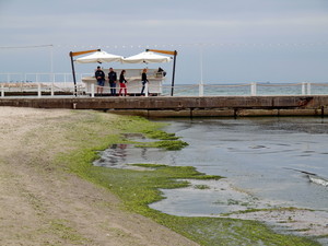 Элитный одесский пляж затянуло ядовитыми водорослями (ФОТО)