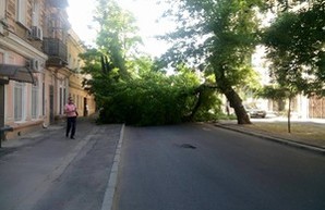 В центре Одессы рухнуло огромное дерево (ФОТО)