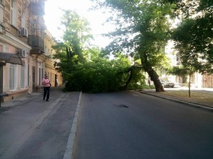 В центре Одессы рухнуло огромное дерево (ФОТО)
