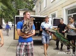 Одесских мучителей животных ждет суд