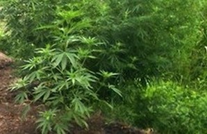 На Дунае обнаружены плантации конопли на островах (ФОТО)