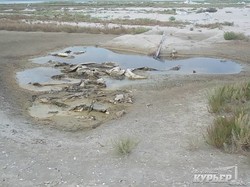 Браконьеры перекрыли соединение Тузловских лиманов с морем (ФОТО)