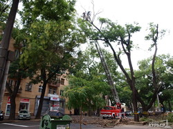 В центре Одессы перекрыта улица: пилят дерево (ФОТО)